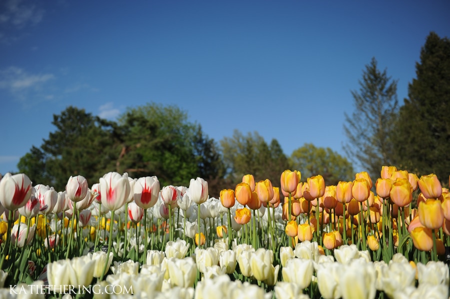 Tulips in bloom at the Minnesota Landscape Arboretum
